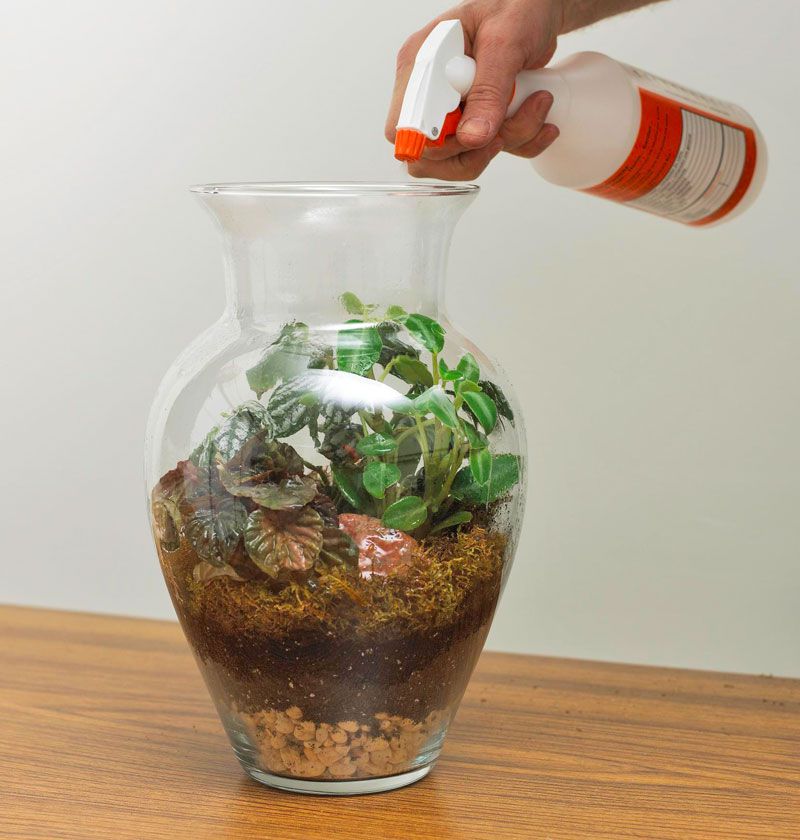 Create a terrarium: Add plants