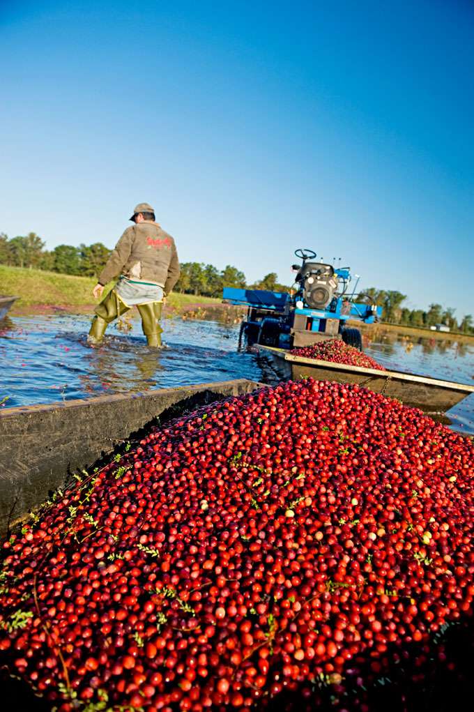 Wisconsin's cranberry harvest