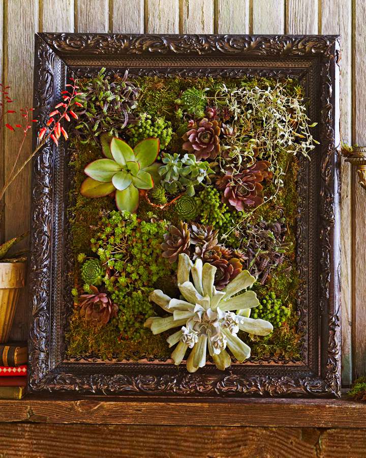 vertical succulent garden