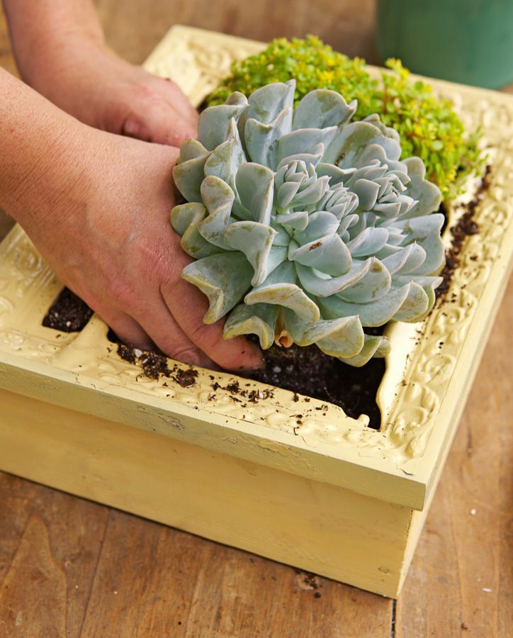 How to make a vertical succulent garden