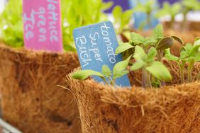 Chalkboard plant markers