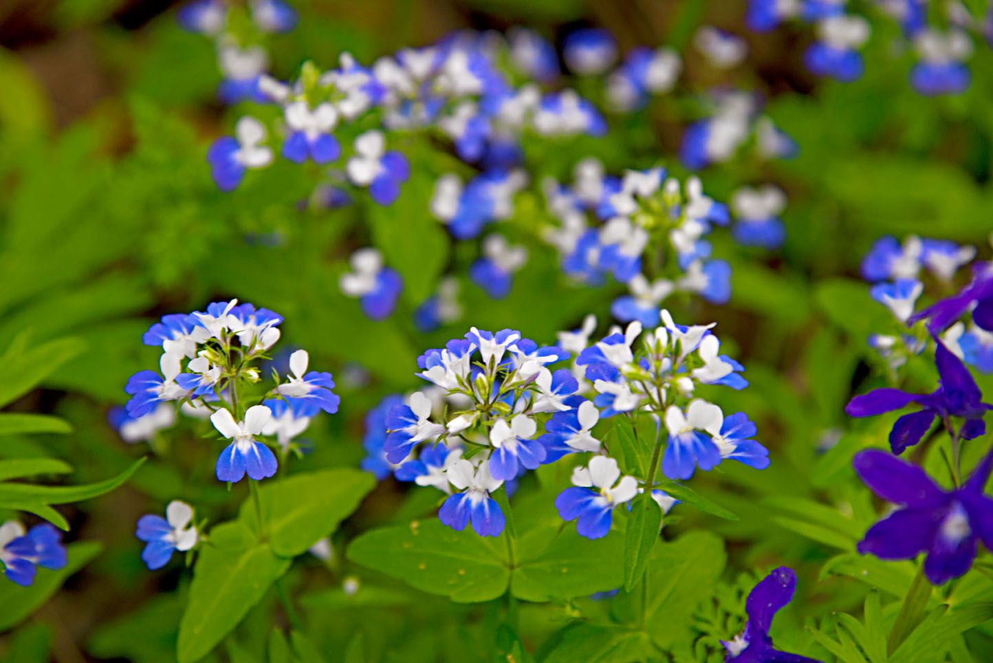 Blue-eyed Mary