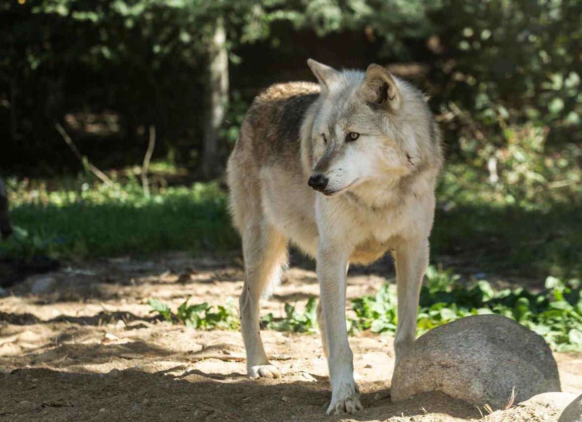 Wolf at International Wolf Center