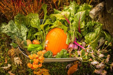 Fall vegetable garden