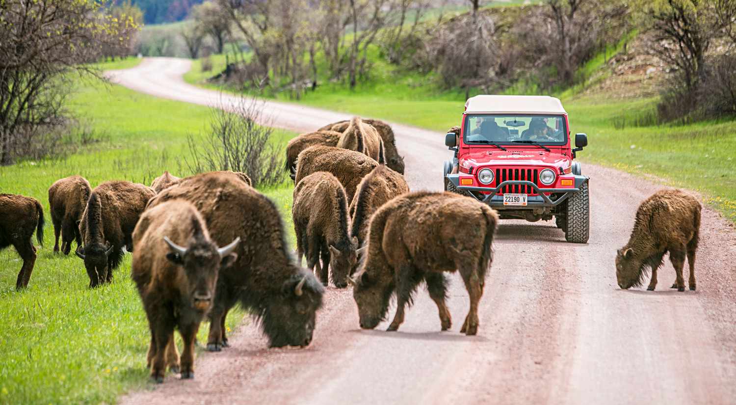 Bison at Custer State Park