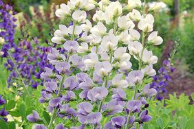 Baptisa Lunar Eclipse purple and white flowers