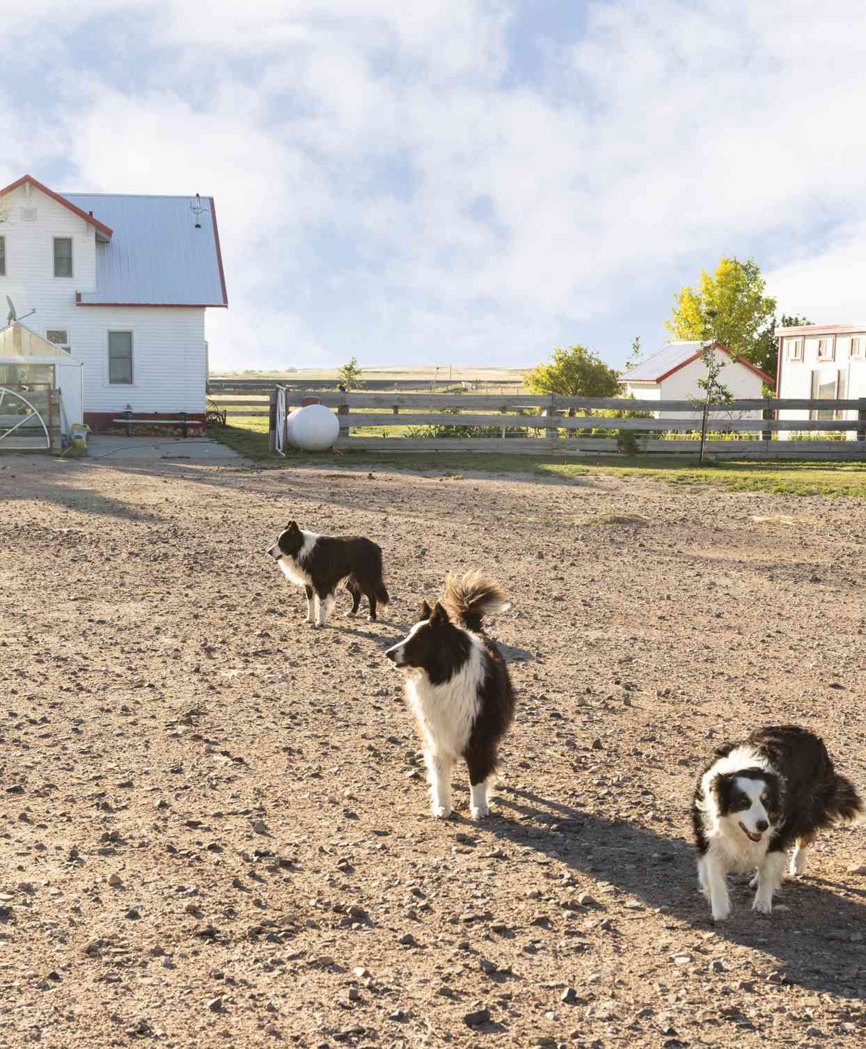 border collies on the ranch