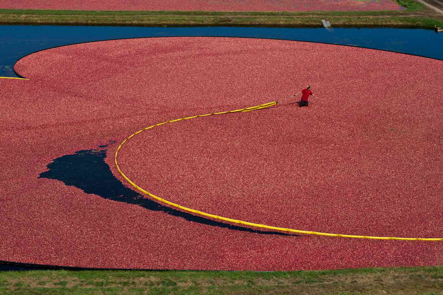 Warrens Wisconsin cranberry harvest and festival