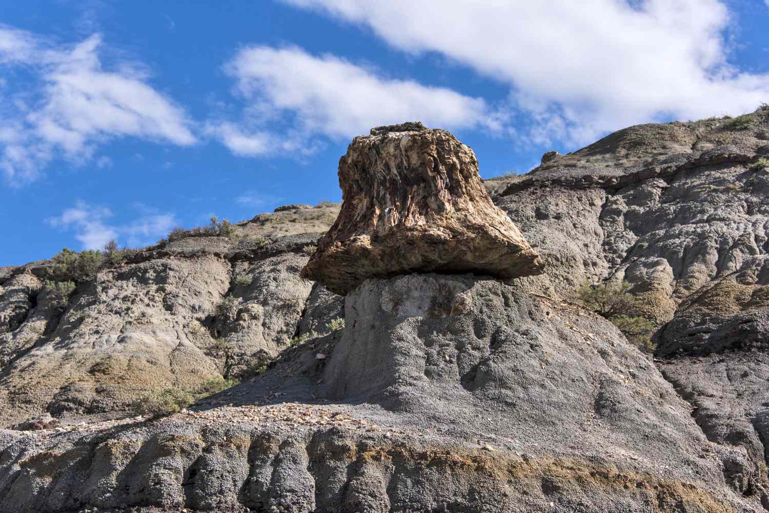 Petrified Wood in Theodore Roosevelt National Park