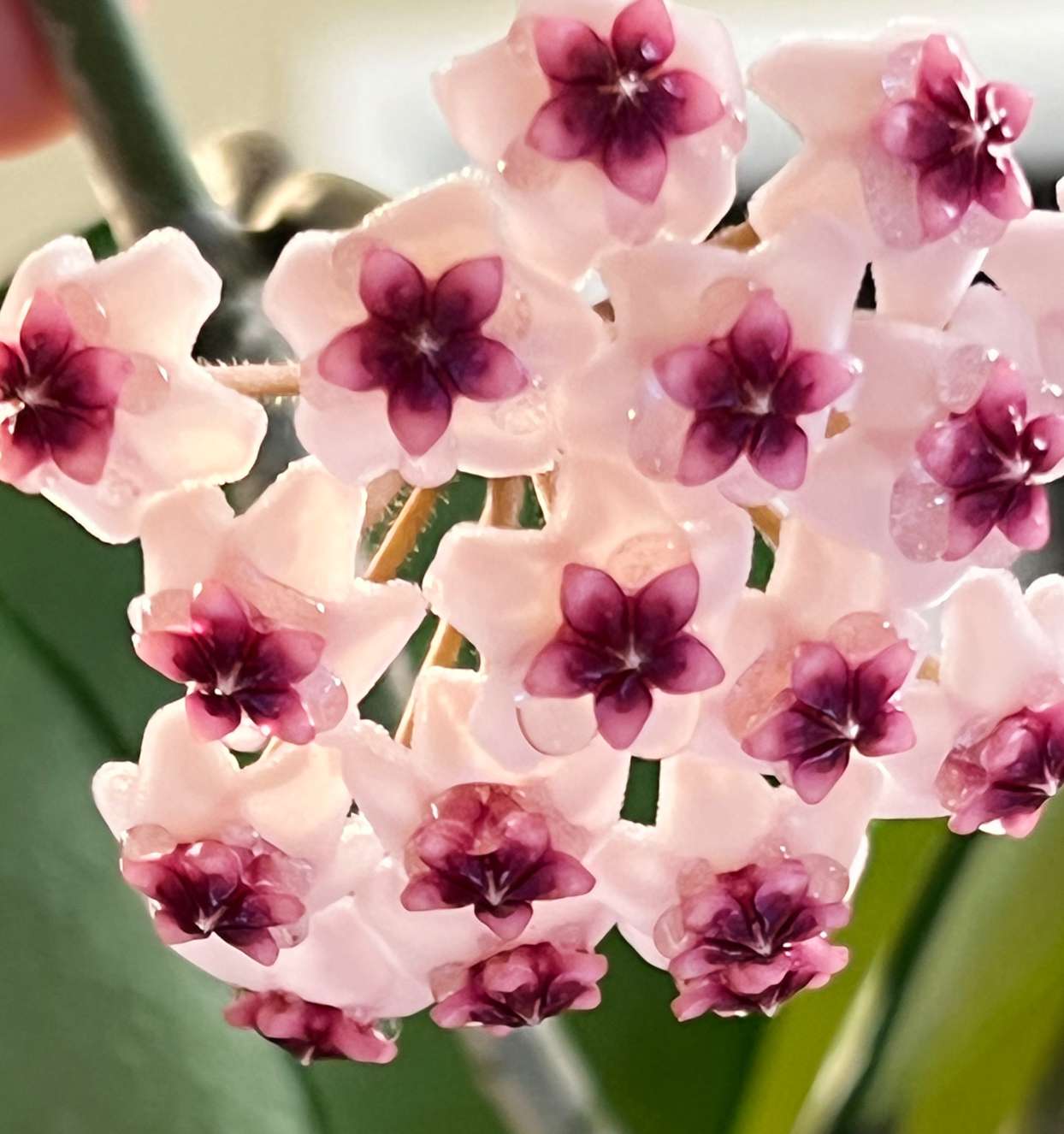 hoya obovata flowers