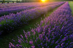 Fragrant Isle Lavender Farm Door County Washington Island