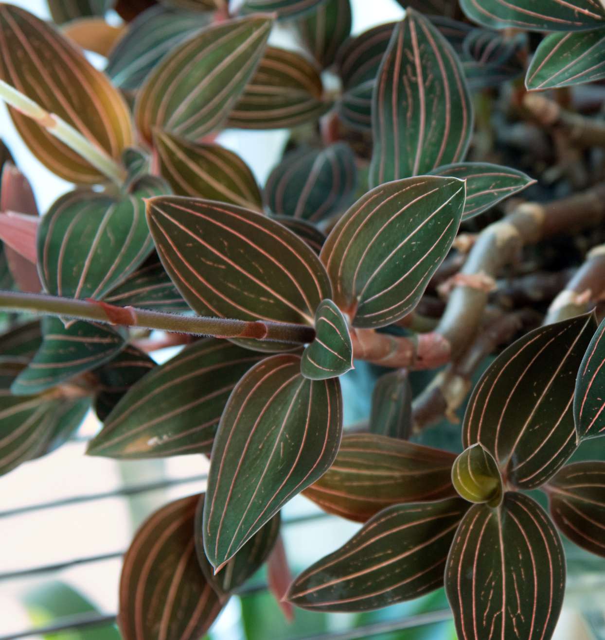 jewel orchid plant