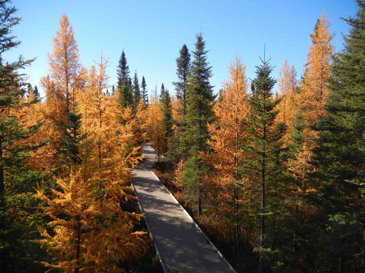 Big Bog State Park Minnesota