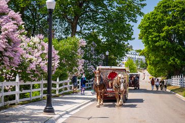 Lilac Festival in Mackinac Island, Michigan